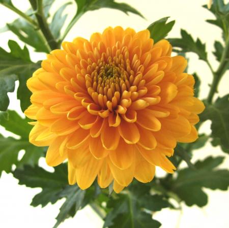 【生花】デコラマム オペラオレンジ(杉江さん)　◆届日限定12/30-31:お正月　【FJ】