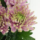 中サイズ ピンク花シャルロッテ 生花】輸入デコラマム ロサーノシャルロッテ(ピンクグリーン複色)SD&H