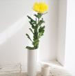 【生花】デコラマム アナスタシアイエロー　沖縄など　◆届日限定12/23-26:お正月　【OT　FJ】