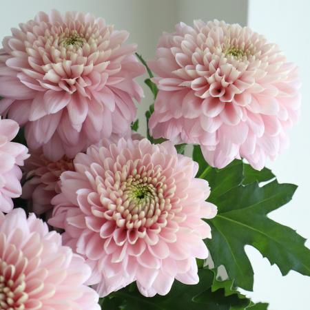 【生花】デコラマム オペラピンク　福岡、栃木など　◆届日限定12/23-29:お正月マム　【OT】