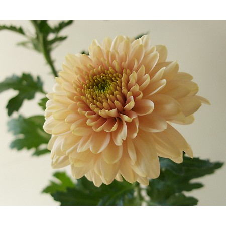 生花・年末先行予約】12/24-25日限定□セイオペラベージュ:JFD