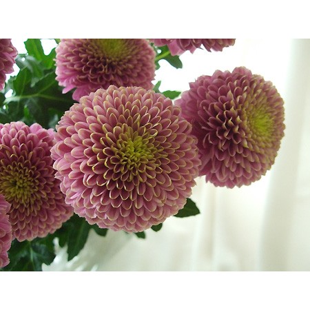 生花 年末先行予約 12 24 25日限定 ピンポンマム ジェニーダークピンク Jfdお正月マム 通販 はなどんやアソシエ