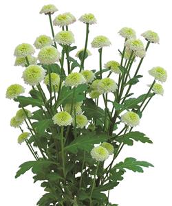 生花】24-25日限定>スプレーマム ジェラート(ライトグリーン):JFD