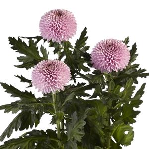生花 年末先行予約 12 24 25日限定 ピンポンマム ボンボン ピンク Jfdお正月マム 通販 はなどんやアソシエ 生花 年末先行予約 12 24 25日限定 ピンポンマム ボンボン ピンク Jfdお正月マム 通販 はなどんやアソシエ