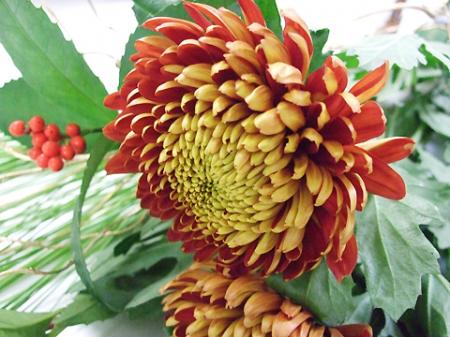 【生花】24-25日限定>赤羽大輪マム　トムピアーズ(赤茶系複色)