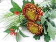 【生花】24-25日限定>赤羽大輪マム　トムピアーズ(赤茶系複色)