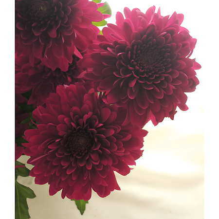 生花】26-27日限定>デコラマム バルカ(赤紫):JFDお正月マム先行