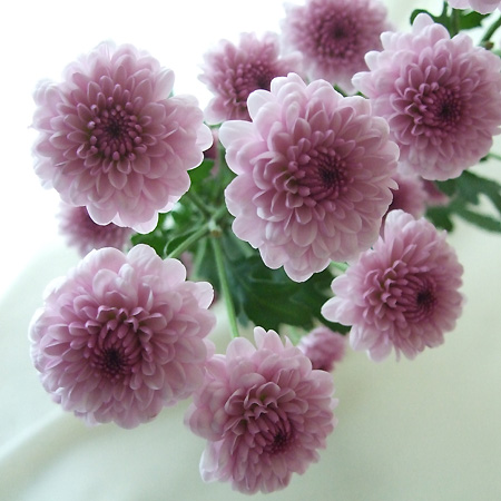生花・年末先行予約】12/29日限定□スプレーマム チークス:JFD