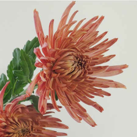 生花】29日限定>アナスタシアダークブロンズ(ブラウン):JFD 生花】29日限定>アナスタシアダークブロンズ(ブラウン):JFD