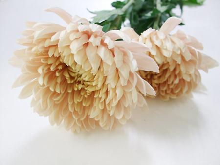 【生花】29日限定>赤羽大輪マム　シルキーガール(淡ベージュピンク)