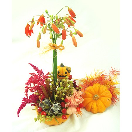 生花 即納 かぼちゃ ミニパンプキン オレンジ 超ボリューム割引 顔シールおまけ付き 通販 はなどんやアソシエ