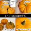 【生花/即納】ミニパンプキン ジャックビークイック 　(オレンジ)　北海道月形 ※サイズおまかせ