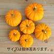 【生花/即納】ミニパンプキン ジャックビークイック 　(オレンジ)　北海道月形 ※サイズおまかせ