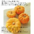 【生花/即納】ミニパンプキン ジャックビークイック 　(オレンジ)　北海道月形 ※サイズおまかせ