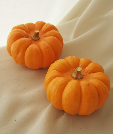 生花】かぼちゃ ミニパンプキン(オレンジ) ☆超ボリューム割引・シール