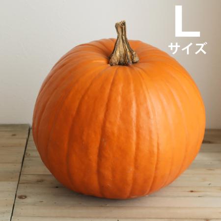 【9月届☆早割】【送料無料】【生花/予約】かぼちゃ 大玉系オレンジ(オータムオレンジなど)L　シールつき　※※沖縄は別途送料加算あります