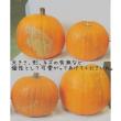 【9月届☆早割】【送料無料】【生花/予約】かぼちゃ 大玉系オレンジ(オータムオレンジなど)L　シールつき　※※沖縄は別途送料加算あります