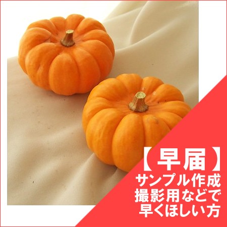 【生花/即納】かぼちゃ ミニパンプキン(オレンジ)
