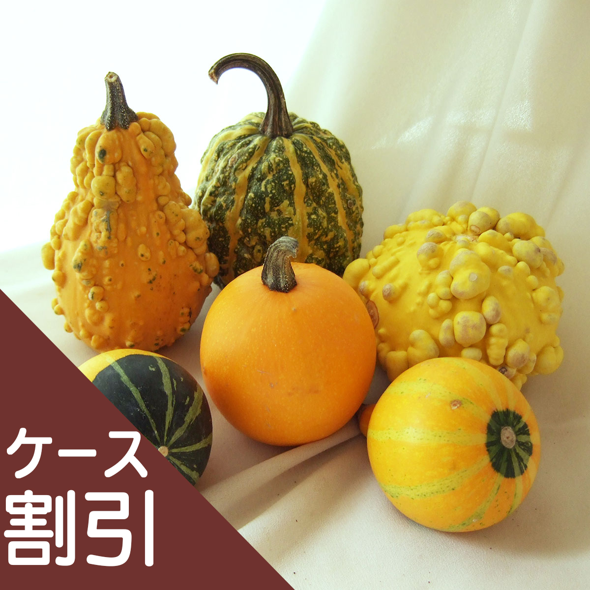 ハロウィン用おもちゃカボチャ 30個　品種フルーツミックスとJBクイック ハロウィン用おもちゃカボチャ 30個 品種フルーツミックスとJB