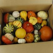 生花/即納】おもちゃかぼちゃ クレイジーMIX(1箱約30個)片桐農園 - 花