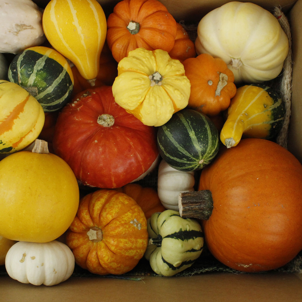 生花/即納】おもちゃかぼちゃ クレイジーMIX(1箱約30個)片桐農園 - 花