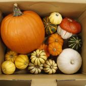 ハ*コ様 かぼちゃの花 生花/即納】かぼちゃ ハロウィンミックスA(1箱15個) - 花材通販