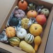 【送料無料】【生花/即納】おもちゃかぼちゃ パーティMIX (1箱15個・顔シール入り)