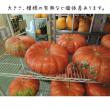 【生花/即納】かぼちゃ ルージュ・ヴィ・デタンプ(オレンジ・大型) M ※沖縄は別途送料加算あります