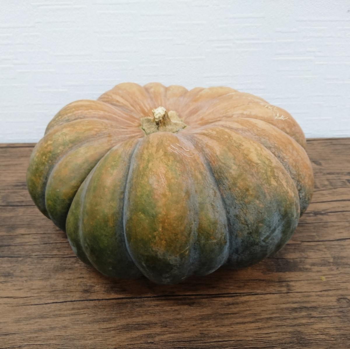 生花/即納】かぼちゃ マスキード・プロバンス(茶緑系)L 【JF】 - 花材