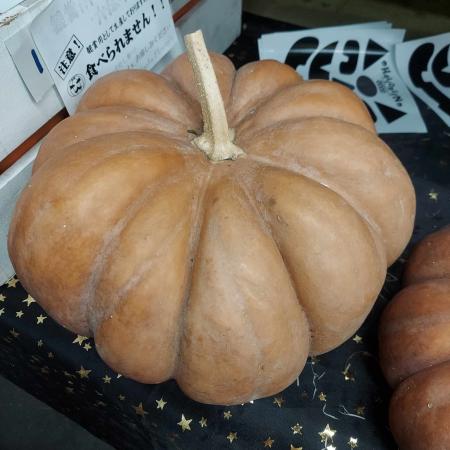 かぼちゃ 直前】かぼちゃ ドゥ・プロバンス(茶系)2L 【JF】 - 花材通販はなどん