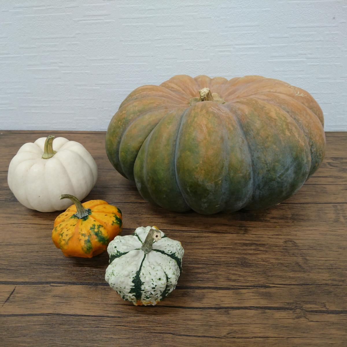 直前】かぼちゃ ドゥ・プロバンス(茶系)2L 【JF】 - 花材通販はなどん