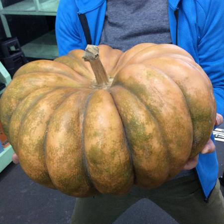 直前】かぼちゃ ドゥ・プロバンス(茶系)2L 【JF】 - 花材通販はなどん