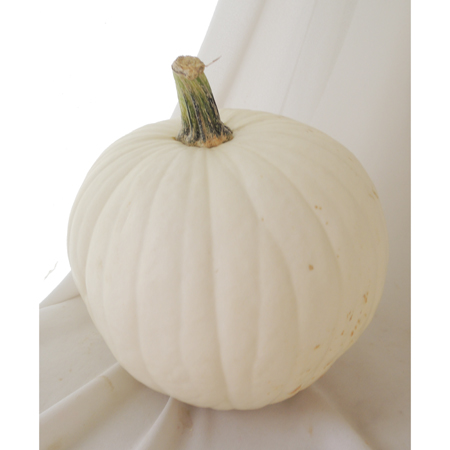 【在】パンプキン　コットンキャンディ(白・大玉)