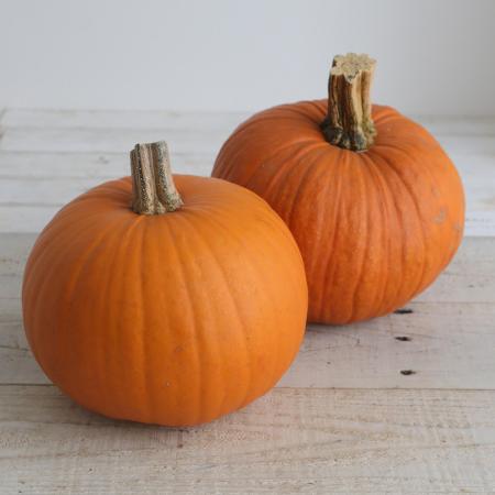 【生花/即納】かぼちゃ ベイビーベア(中玉オレンジ) 3L