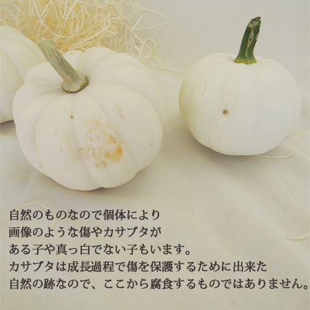 生花/即納】かぼちゃ カスペリータ(白) L - 花材通販はなどんやアソシエ