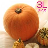 生花 予約 かぼちゃ ミニパンプキン オレンジ 顔シール付 通販 はなどんやアソシエ