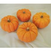 ホットパンプキン   ①どてかぼちゃ ELIOS PUMPKIN エリオス パンプキンポット ホワイト H15cm