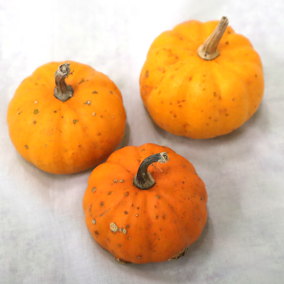 直前08F】《少々難あり》かぼちゃ ミニパンプキン(オレンジ) ※購入前に