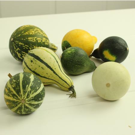 ひげおやじ専用80個　おもちゃカボチャ hp-0125_z_m.jpg