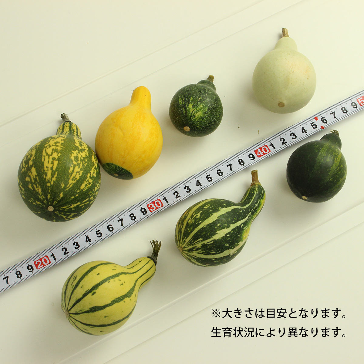 ITA/JWA】おもちゃかぼちゃ スモールバイカラー - 花材通販はなどんや