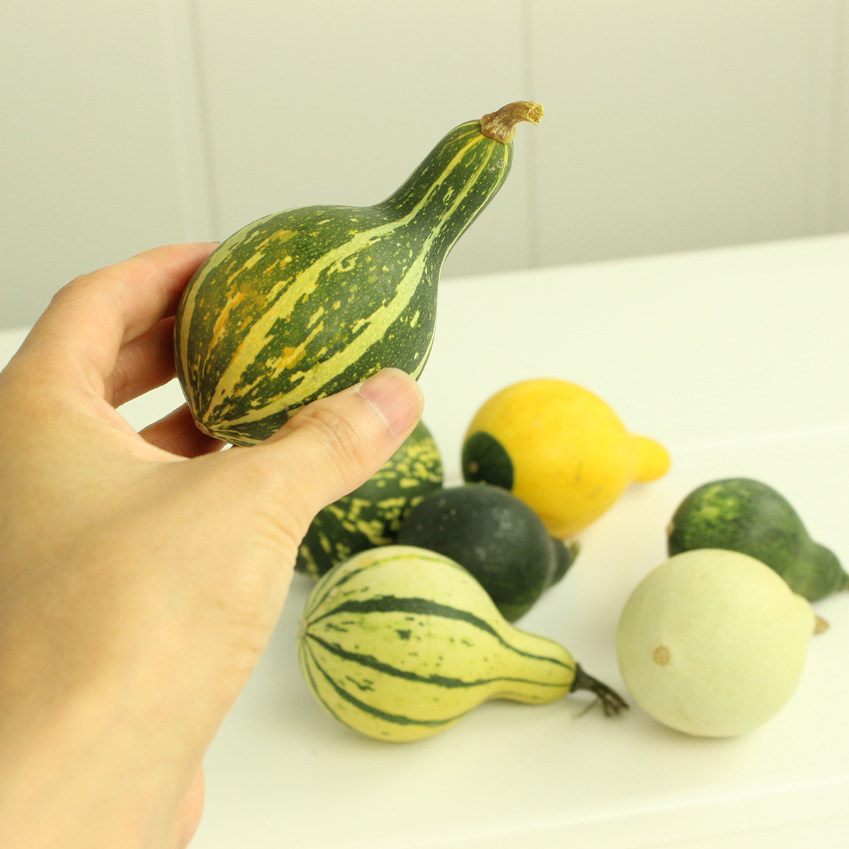 ITA/JWA】おもちゃかぼちゃ スモールバイカラー - 花材通販はなどんや