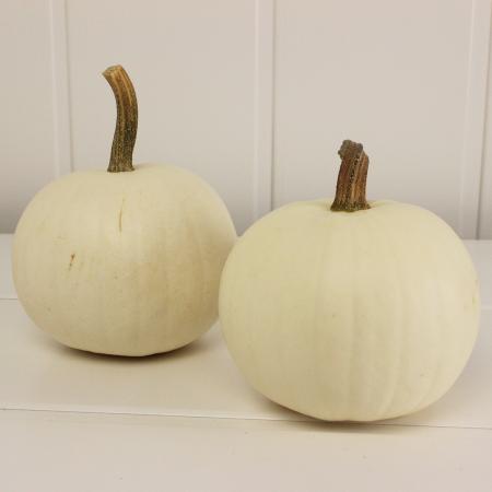 【生花/即納】かぼちゃ 中玉(白) L　※スノーボール、ホワイトパンプキンなど