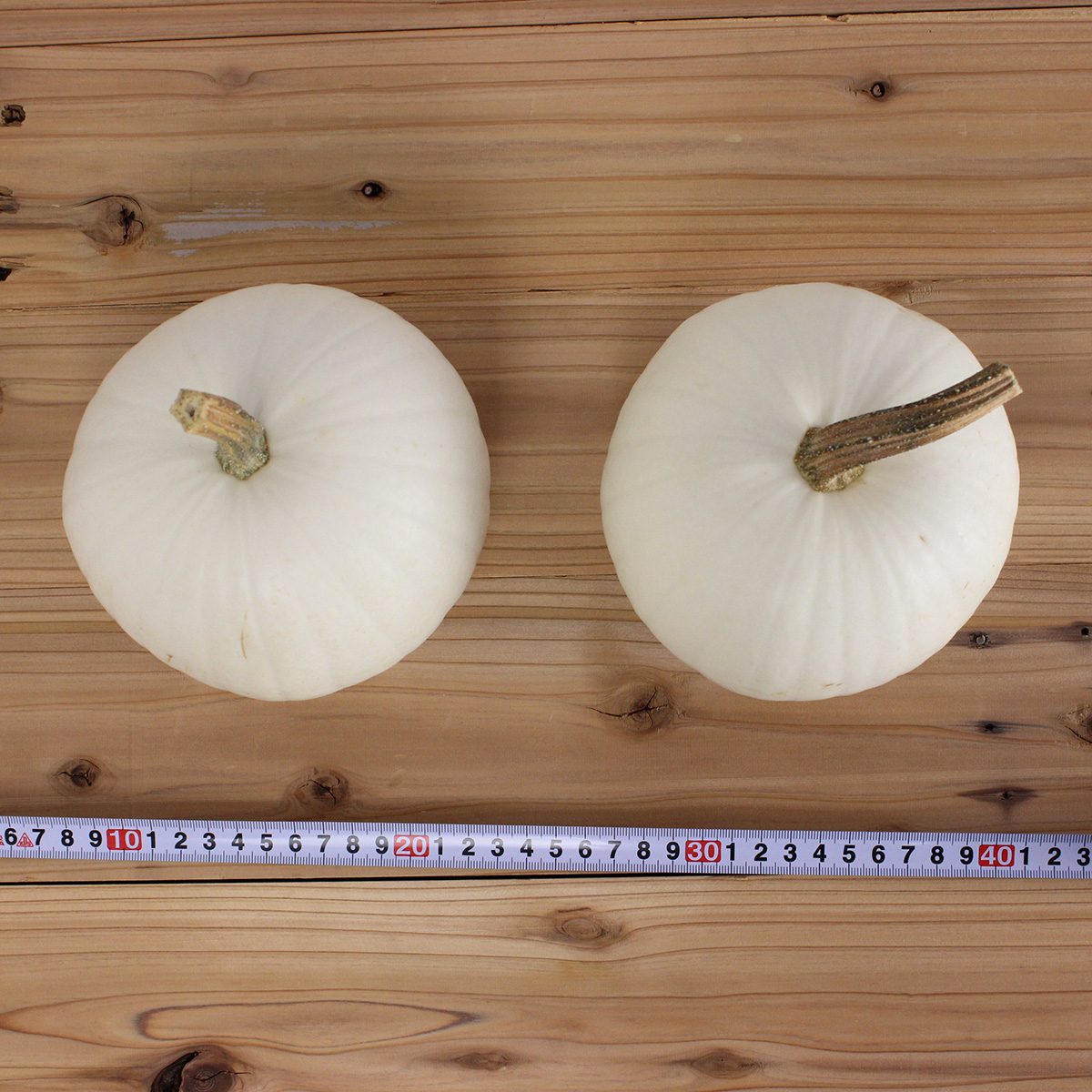 生花 即納 かぼちゃ スノーボール 白 中玉 L 通販 はなどんやアソシエ 生花 即納 かぼちゃ スノーボール 白 中玉 L 通販 はなどんやアソシエ