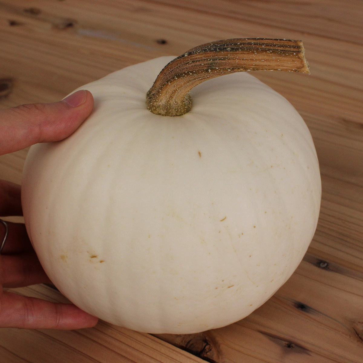 生花 即納 かぼちゃ スノーボール 白 中玉 L 通販 はなどんやアソシエ 生花 即納 かぼちゃ スノーボール 白 中玉 L 通販 はなどんやアソシエ