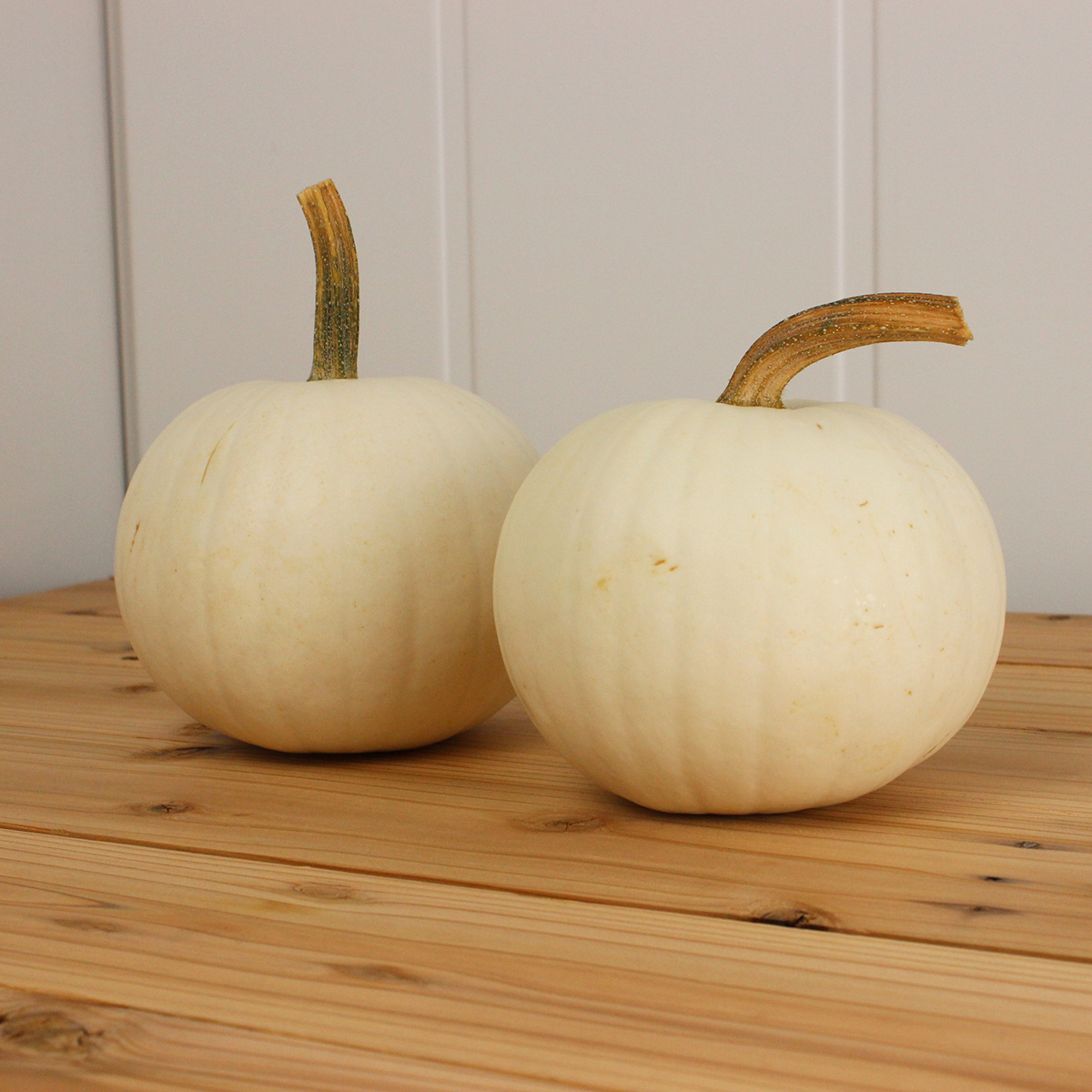 生花 即納 かぼちゃ スノーボール 白 中玉 2l 通販 はなどんやアソシエ 生花 即納 かぼちゃ スノーボール 白 中玉 2l 通販 はなどんやアソシエ