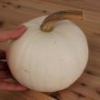 【生花/即納】かぼちゃ 中玉(白) 3L　※スノーボール、ホワイトパンプキンなど