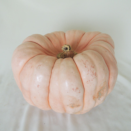 【生花】かぼちゃ ポーセリンドール(薄橙色・大玉) 2L　※入荷少・欠品となる場合がございます。