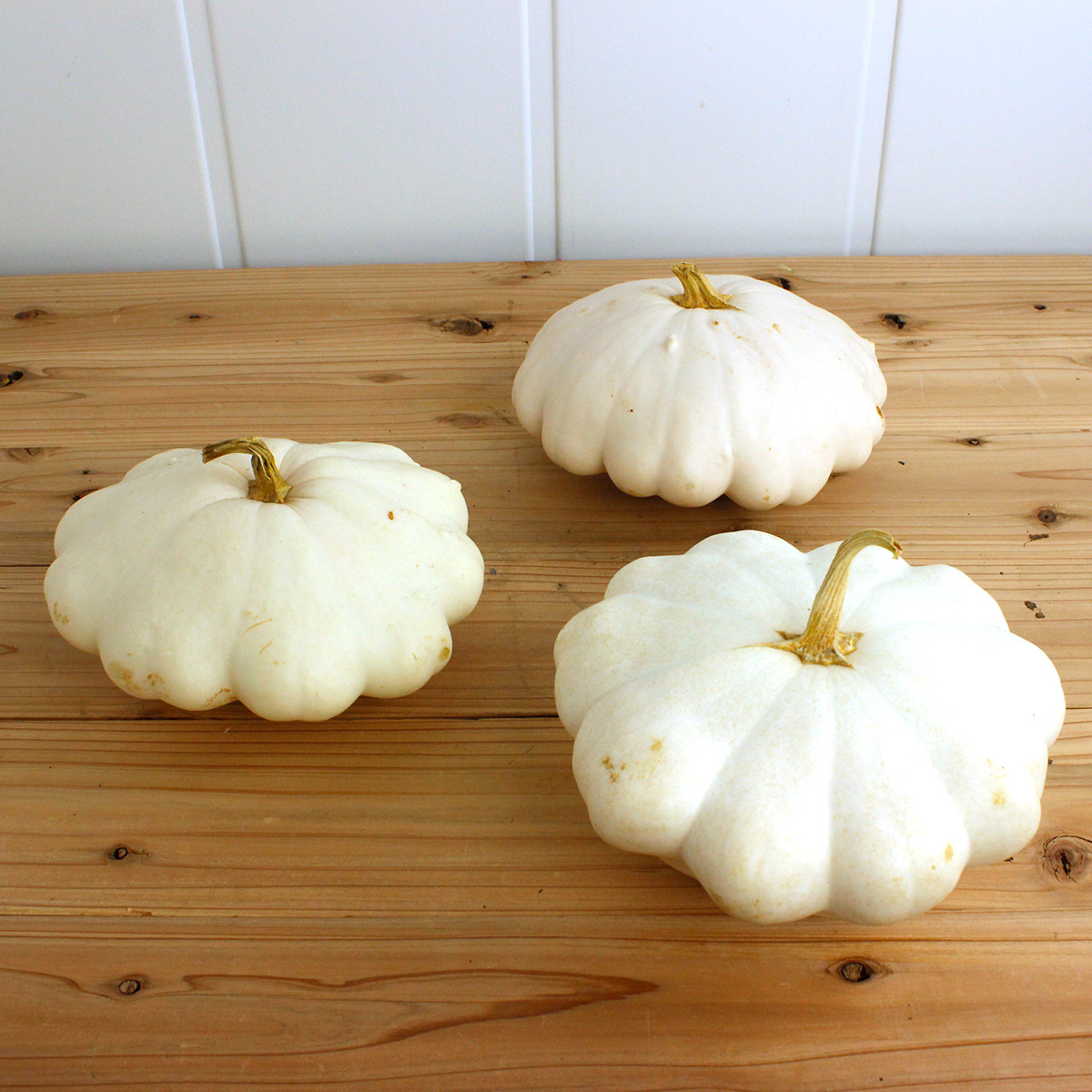 売り切り 即日 生花 かぼちゃ 白いufo 直径 約15 cm 通販 はなどんやアソシエ 売り切り 即日 生花 かぼちゃ 白いufo 直径 約15 cm 通販 はなどんやアソシエ