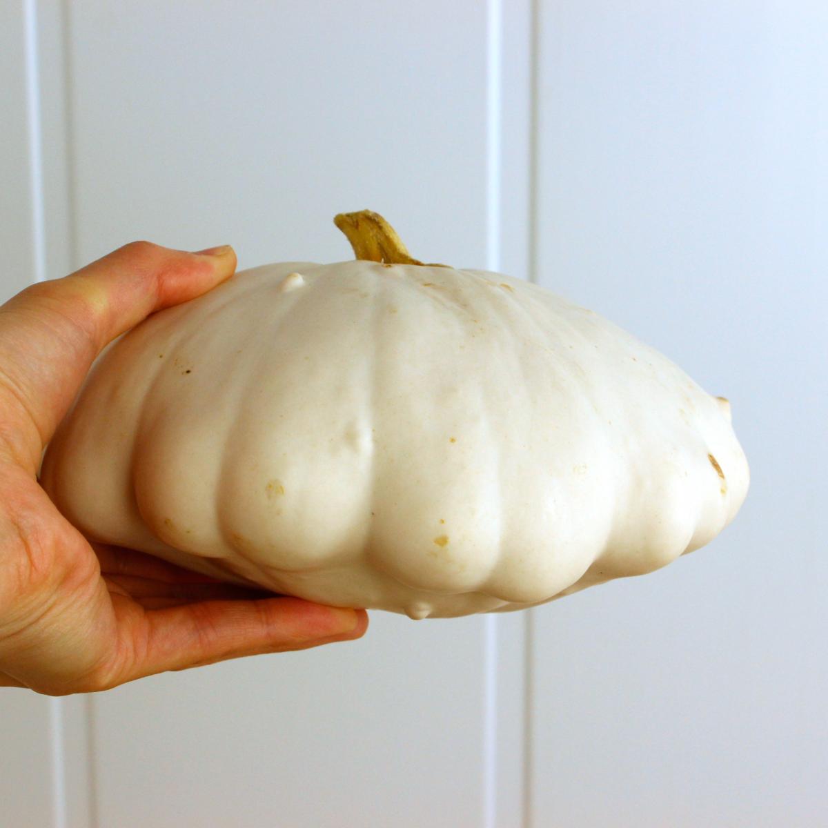 売り切り 即日 生花 かぼちゃ 白いufo 直径 約15 cm 通販 はなどんやアソシエ 売り切り 即日 生花 かぼちゃ 白いufo 直径 約15 cm 通販 はなどんやアソシエ