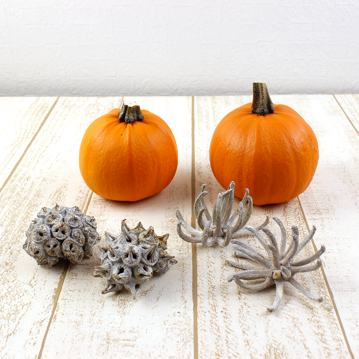 生花/予約】かぼちゃ トリック 2L - 花材通販はなどんやアソシエ